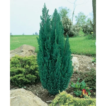 Chamaecyparis lawsoniana 'Ellwoodii' - oregoni hamisciprus - CS9