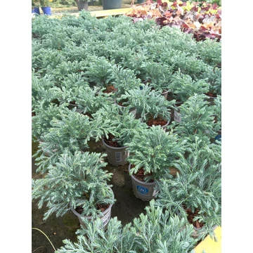 Chamaecyparis pisifera 'Boulevard' - kék szavára hamisciprus - CS9