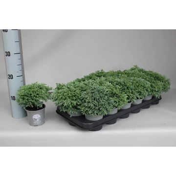 Chamaecyparis pisifera 'Minta' -  hamisciprus -CS9