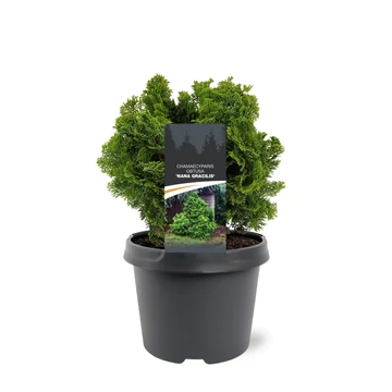Chamaecyparis obtusa 'Nana Gracilis' - hinoki álciprus - CS19