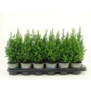Chamaecyparis thyoides 'Top Point' - mocsári álciprus - CS9