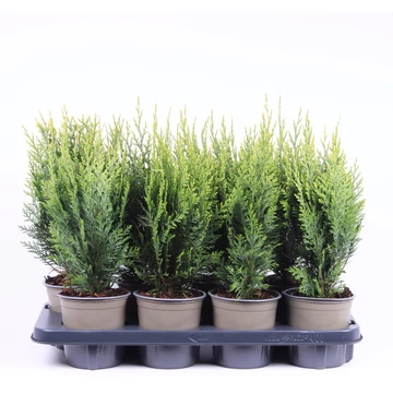 Chamaecyparis lawsoniana 'White Spot' - hamisciprus - CS13