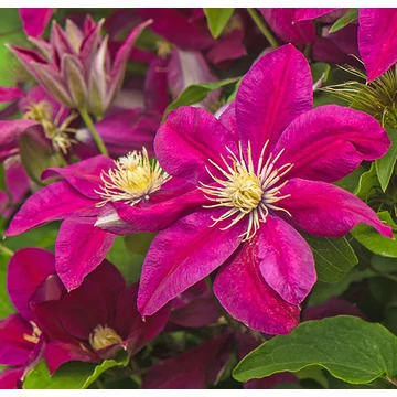Clematis 'Ernest Markham' - klematisz, iszalag - CS15