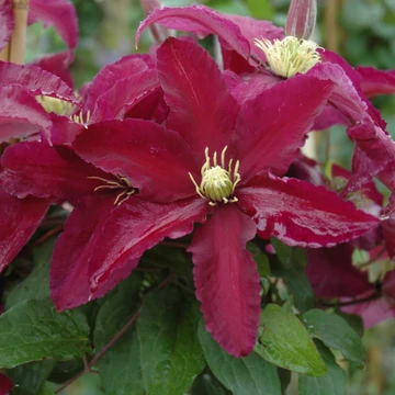 Clematis 'Niobe' - klematisz, iszalag - CS15