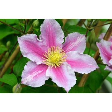 Clematis 'Piilu' - klematisz, iszalag - CS15