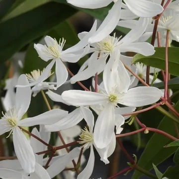 Clematis armandii - örökzöld iszalag - CS15