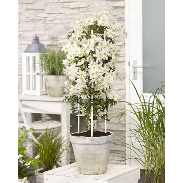 Clematis cartmanii 'Avalanche' - örökzöld iszalag - CS15