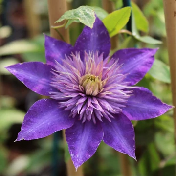 Clematis 'Multi Blue' - klematisz, iszalag - CS12