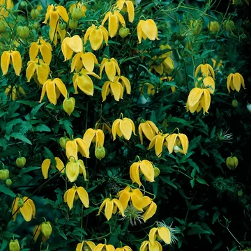 Clematis tangutica - mongol iszalag - CS12