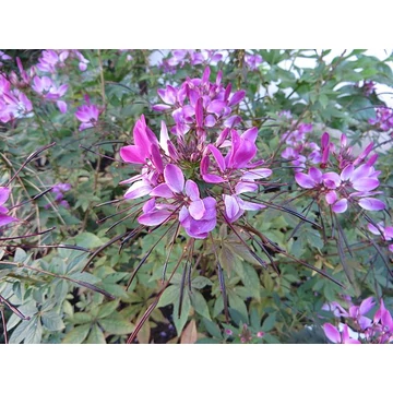 Cleome hassleriana 'Kelly Rose' - Kleopátra tűje - CS14