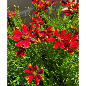 Coreopsis verticillata 'Ladybird' - menyecskeszem - CS11