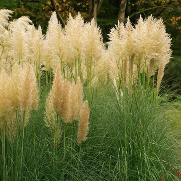 Cortaderia selloana 'Mini Pampas' - törpe pampafű - CS17