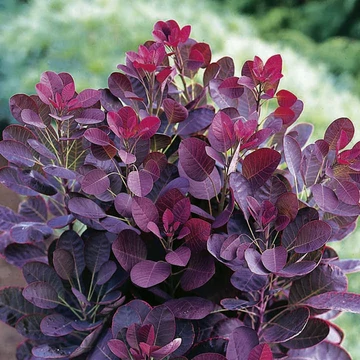 Cotinus coggygria 'Royal Purple' - cserszömörce - CS15
