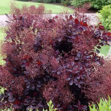Cotinus coggygria 'Lilla' - törpe cserszömörce - CS15