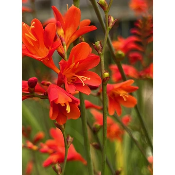 Crocosmia 'Red King'- sáfrányfű - CS11