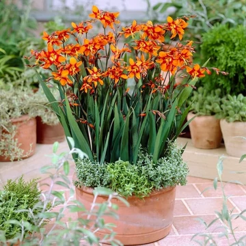 Crocosmia 'Emily McKenzie'  - sáfrányfű - CS11