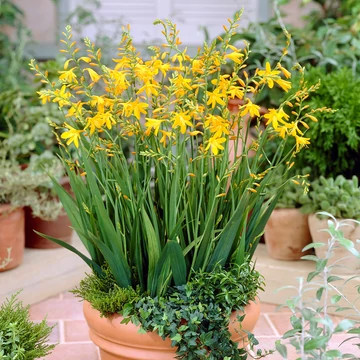 Crocosmia 'Geroge Davidson'- sáfrányfű - CS11