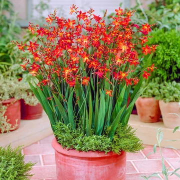 Crocosmia 'Carmine Brillant' - sáfrányfű - CS11