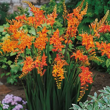 Crocosmia masoniorum - sáfrányfű - CS11