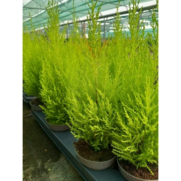 Cupressus macrocarpa 'Goldcrest' - ciprus - CS14