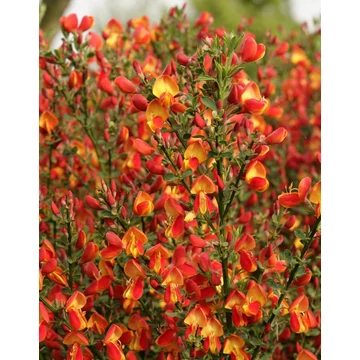 Cytisus 'Lena' - zanót - CS14