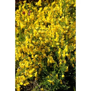 Cytisus 'Luna' - zanót - CS14