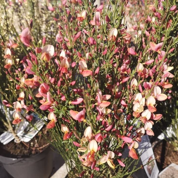 Cytisus 'Zeelandia' - zanót - CS14
