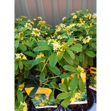 Daphne gemmata 'Royal Crown' - boroszlán - CS13