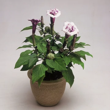 Datura metel 'Ballerina Purple' – metélmaszlag - CS12