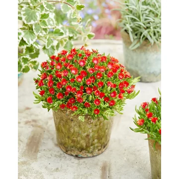 Delosperma cooperi 'Ice Cream Fire' – délvirág, kristályvirág - CS12