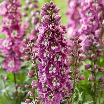 Delphinium cultorum 'Magic Fountain Deep Rose White Bee' - szarkaláb - CS14