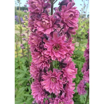 Delphinium hybrid 'Flamenco' - szarkaláb - CS14