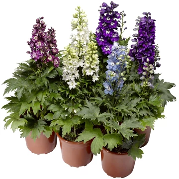 Delphinium elatum 'Mix' - szarkaláb - CS15