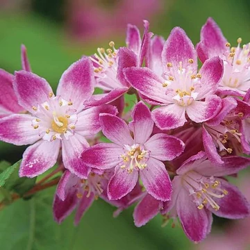Deutzia hybrida 'Strawberry Fields' - gyöngyvirágcserje - CS17