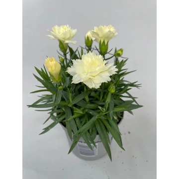 Dianthus 'Super Trouper Elvia' - szegfű - CS9