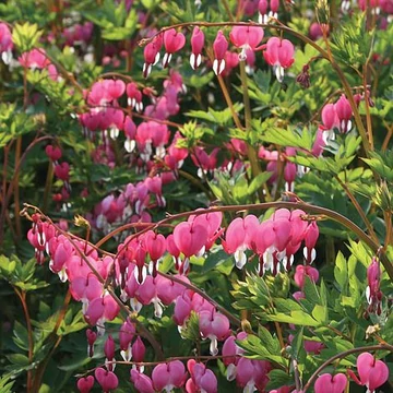 Dicentra spectabilis - szívvirág - CS13