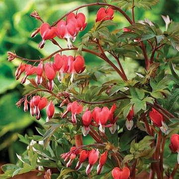 Dicentra spectabilis 'Valentine' - szívvirág - CS12