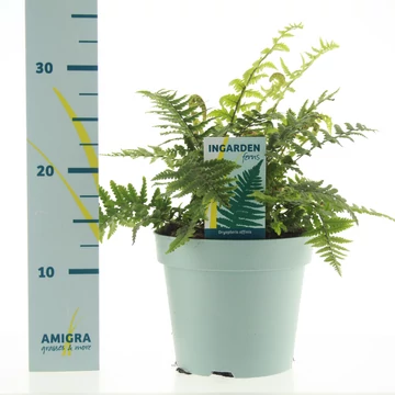 Dryopteris affinis 'Crispa' - pelyvás pajzsika - CS12