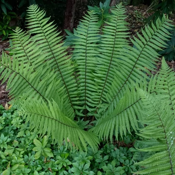 Dryopteris wallichiana - fapáfrány - CS14