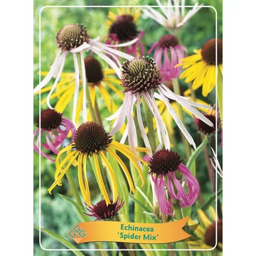 Echinacea purpurea 'Spider Mix' - kasvirág - CS11