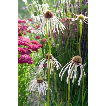Echinacea pallida 'Hula Dancer' - kasvirág - CS11