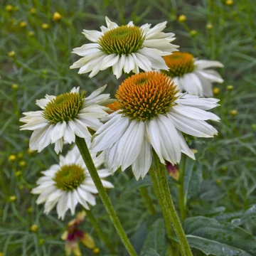 Echinacea purpurea 'PowWow Wild White' - kasvirág - CS11