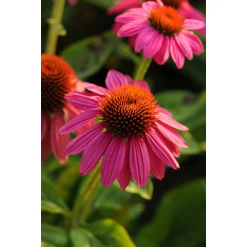Echinacea purpurea 'PowWow Wild Berry' - kasvirág - CS11