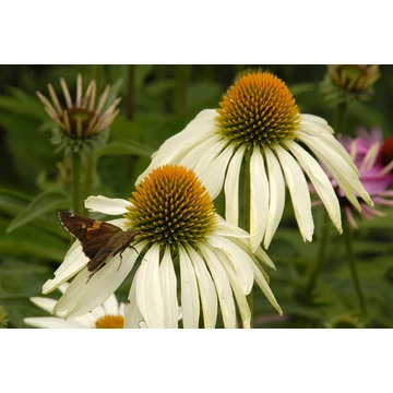 Echinacea purpurea 'White' - kasvirág - CS11