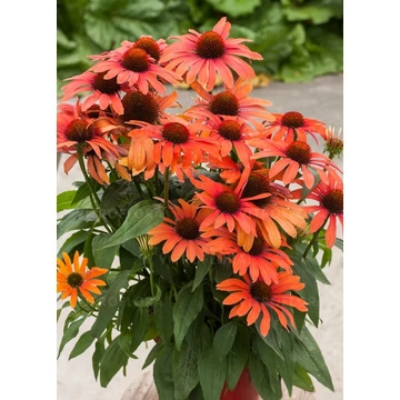 Echinacea hybrida 'Julia' - kasvirág - CS14