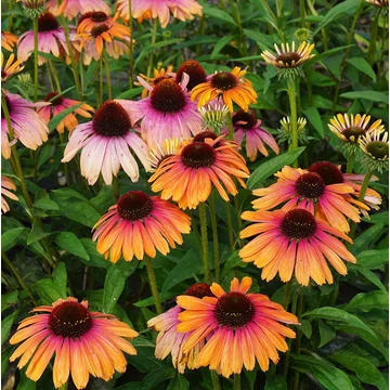 Echinacea purpurea 'Rainbow Marcella' - kasvirág - CS14