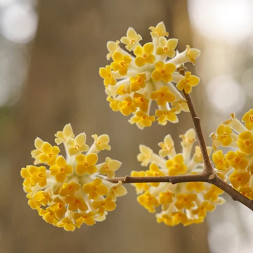 Edgeworthia chrysantha 'Grandiflora' - japán papírcserje - CS17