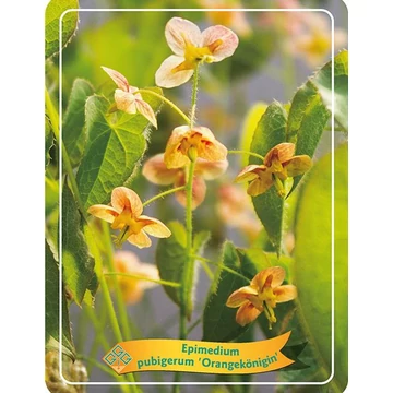 Epimedium pubigerum 'Orangekönigin' - püspöksüveg, tündérvirág - CS11