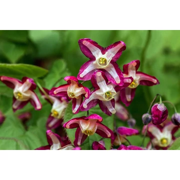 Epimedium rubrum - püspöksüveg, tündérvirág - CS11