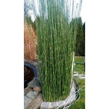 Equisetum hyemale 'Robustum' - téli zsurló - CS9